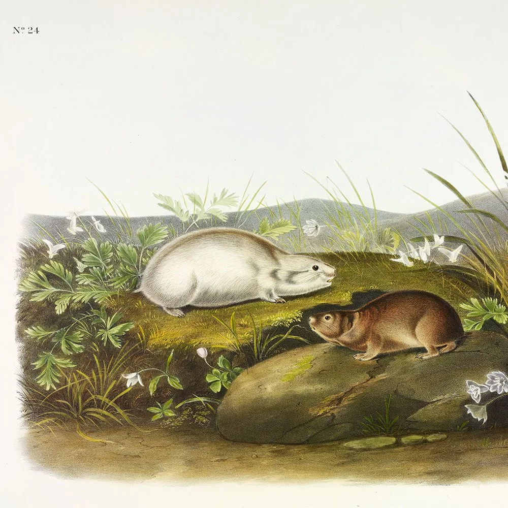 Brown or Norway Rat - Plate 54 — Audubon Art Prints
